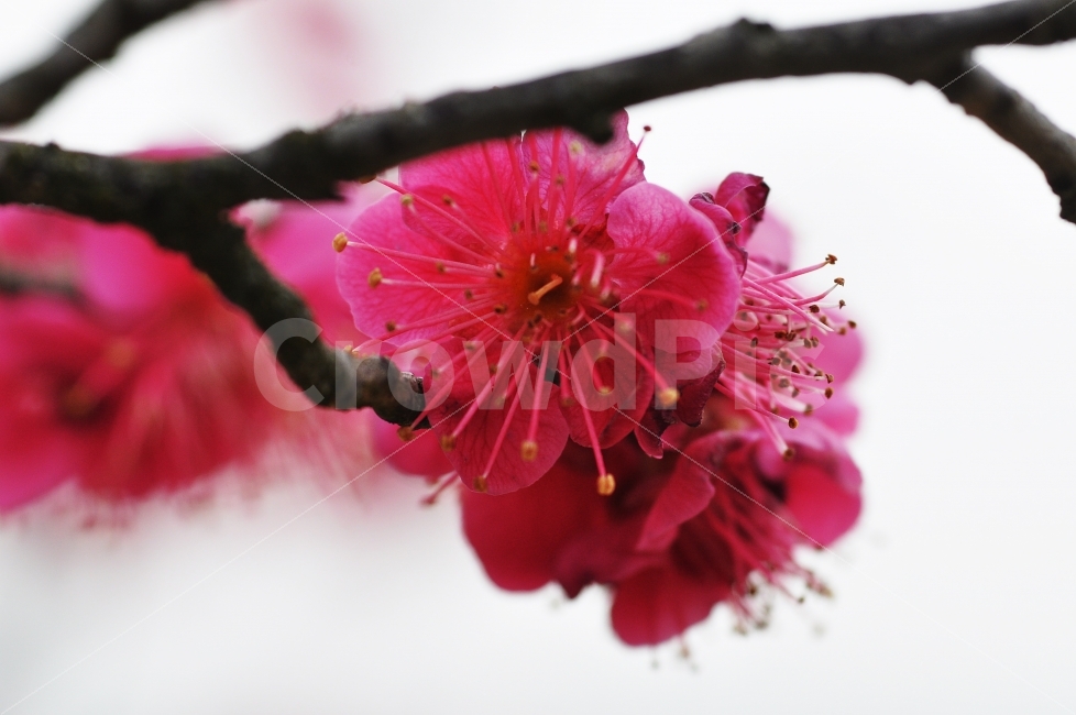 매화,홍매화,봄,대전,jay,식물,자연,plants,nature,봄,계절,spring,season,꽃,flower,plant