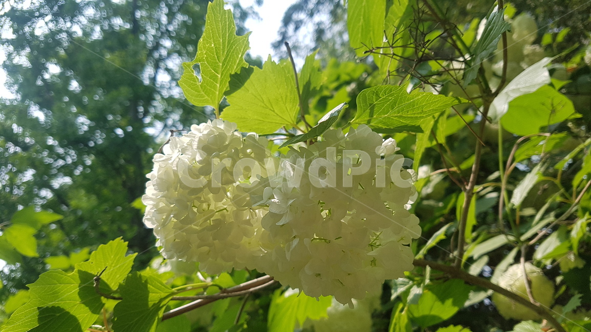 수목원,힐링,자연,수국,흰수국,배경,자연배경,꽃,꽃배경,초록,여름,여름환경,여름분위기,hydrangea,flower,background