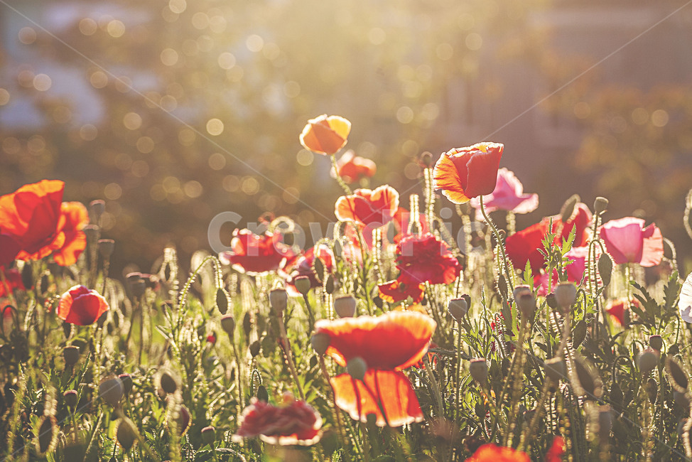 식물,자연,봄,꽃,양귀비,plants,nature,spring,flower,poppy