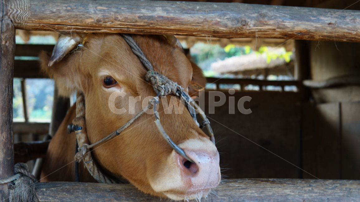 소,한우,시골,농촌,시골소,동물,animal,포유류,mammal,산업,industry,industrial,목축업,목장,livestock farming,ranching,pasture