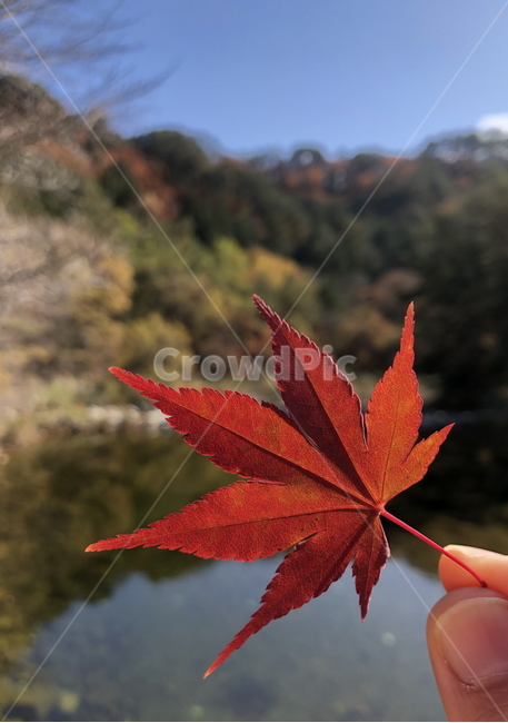 단풍,단풍잎,가을,오대산,햇살,호수,자연,plant,식물,leaf,잎,가을,계절,fall,autumn,season,tree,나무