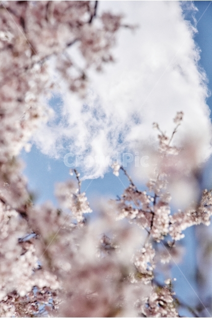 하늘,구름,벚꽃,봄,꽃,봄,계절,spring,season,식물,자연,plants,nature,꽃,flower,감성,sensible,feeling,plant,blossom