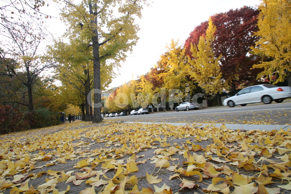 leaf,나무,자동차,은행나무,maple,가을,가을,계절,fall,autumn,season,잎,plant,식물,tree,transportation,교통,vehicle,차량,car,차,automobile,tree trunk,나무 줄기