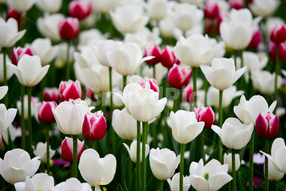 튤립,튜울립,백합과,꽃,튤립꽃,감성,색감,tulip