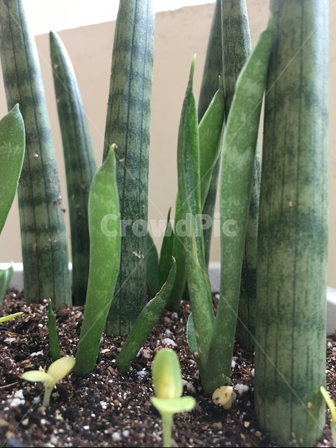 스투키,새싹,화분,스투키화분,새싹화분,실내용화초,화분,화초,house plant