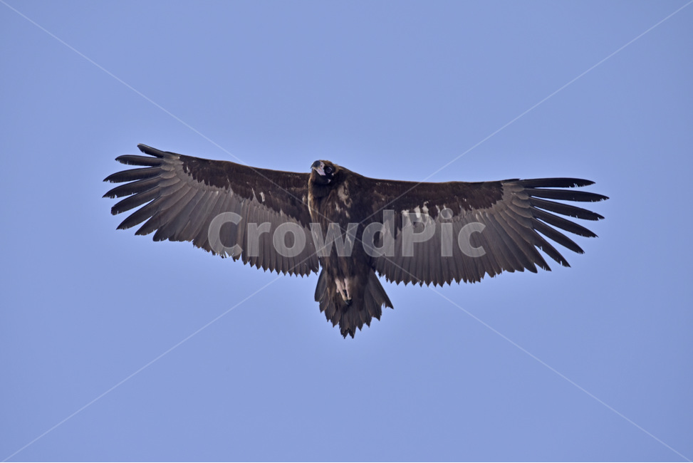 독수리,수리과,대형조류,새,동물,조류,천연기념물,cinereousvulture,야생조류,동물,animal,조류,새,birds