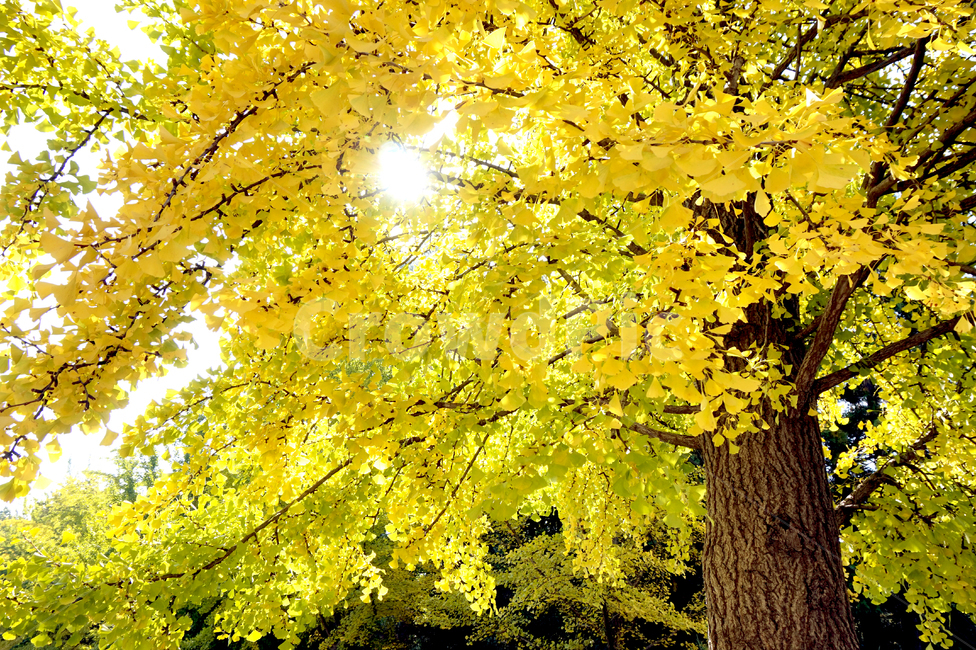 가을,은행,은행나무,노랑,계절,자연,식물,나무,ginkgo,tree,nature,yellow,autumn,fall,가을,계절,fall,autumn,season,식물,자연,plants,nature,나무,trees,wood,plant,maple,단풍,leaf,잎