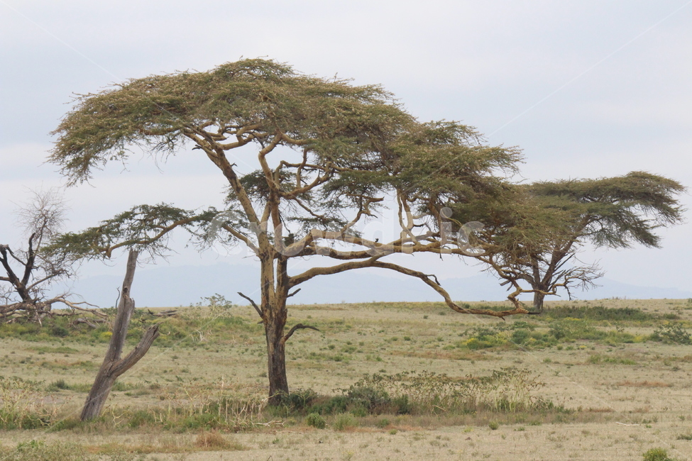 케냐,아프리카,자연,숲,나무,자연,풍경,nature,landscape,해외,외국,세계,foreign,oversea,world,세계자연풍경,해외자연풍경,외국자연풍경,world nature landscape,outdoors,옥외,savanna,대초원,grassland,목초지,field,들