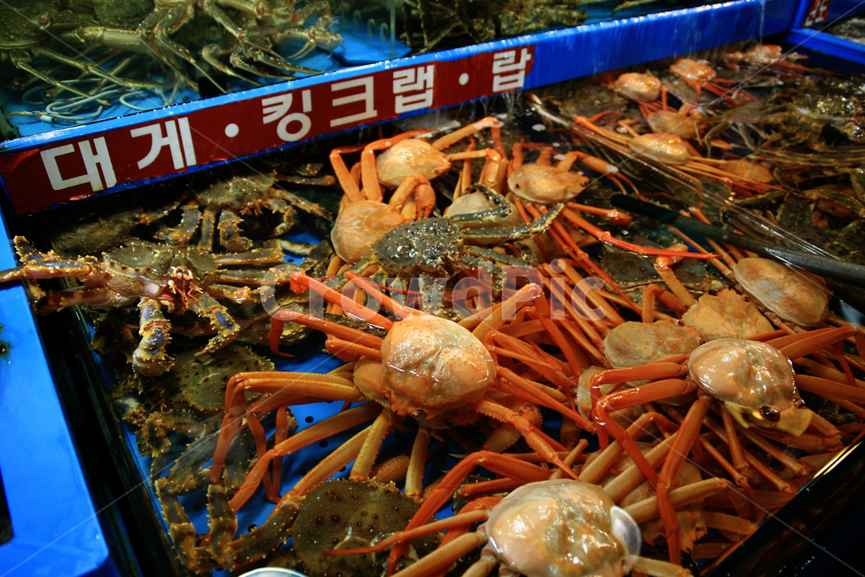 킹크랩,자연산,수산시장,홍게,대게,판매,진열,시장,마트,마켓,market,mart,market place,동물,animal,수산물,해산물,fishery products,seafood