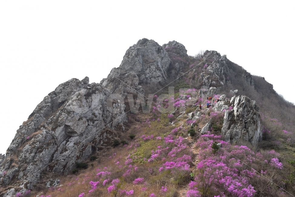 주작산,덕룡산,진달래,풍경,기암,바위,비경,봄풍경,분홍색,진달래꽃,강진,명산,산행,등산,마운틴,자연,풍경,nature,landscape,봄,계절,spring,season,outdoors,옥외,slope,경사
