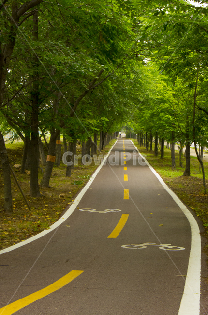 자전거도로,가로수,여름,도로,나무,숲,scene,view,feeling,emotion,nature,landscape,season,풍경,감정,감성,자연,계절,뷰티,road,summer,tree,forest,풍경사진,감성사진,정취