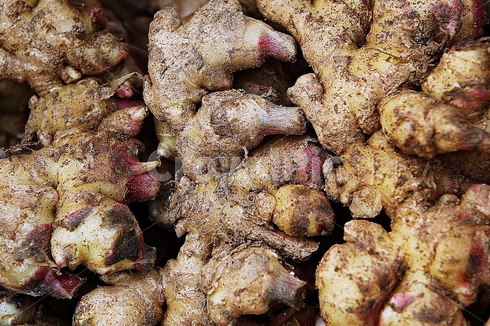 생강,뽈,채소,음식,요리,먹거리,식재료,뿌리채소,양념,음식,식재료,요리,food,cook,meal,dishes,food reserves,채소,야채,vegetables