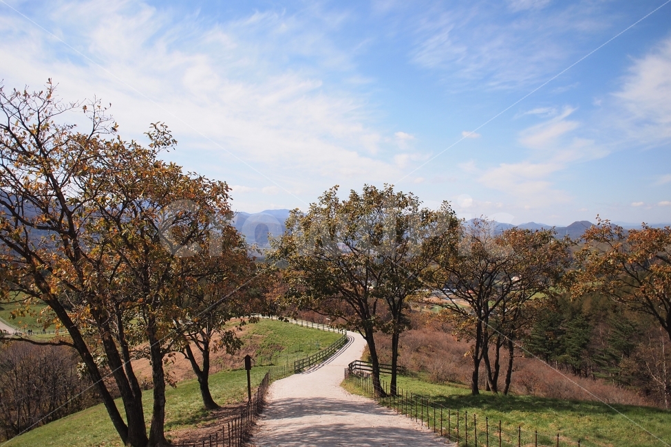 산책,여행,길,가로수,공원,가을,풍경,평화로운,감성,가을,계절,fall,autumn,season,자연,풍경,nature,landscape,식물,plants,나무,trees,wood,outdoors,옥외