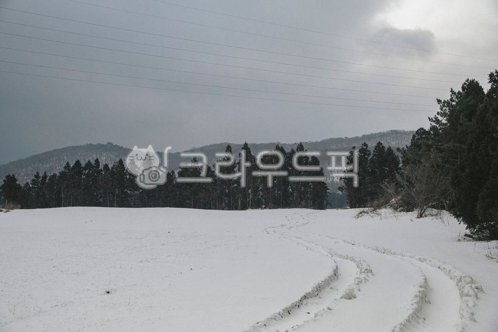 제주,제주도,겨울제주,눈,tree,나무,plant,식물,fir,전나무,겨울풍경,초원,들판,nature,자연,outdoors,옥외,겨울,계절,winter,season