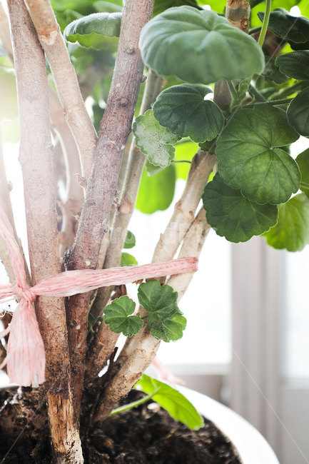 식물,화분,꽃나무,잎,leaf,plant,flowerpot,식물,자연,plants,nature