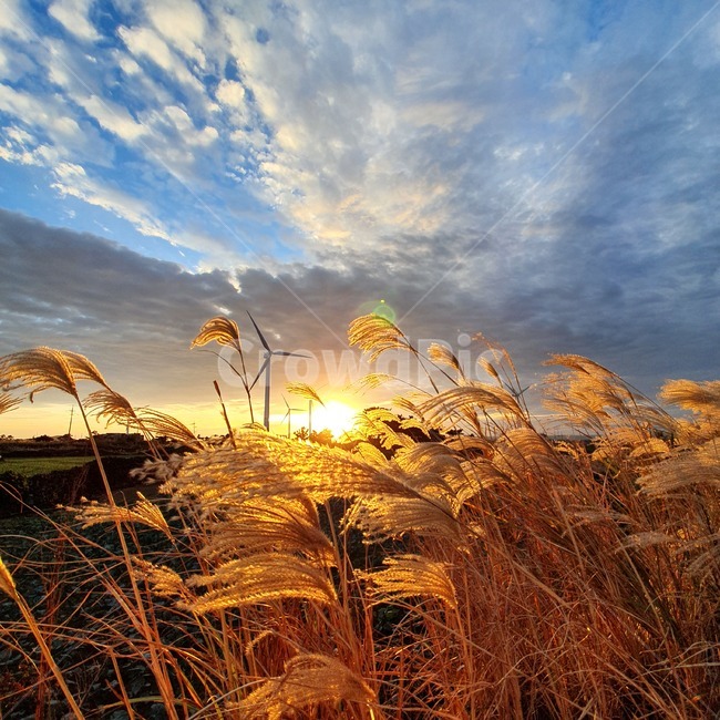 노을,갈대,억새,빛,sunset,노을빛,일몰,일출,역광,제주,신창풍차해안도로