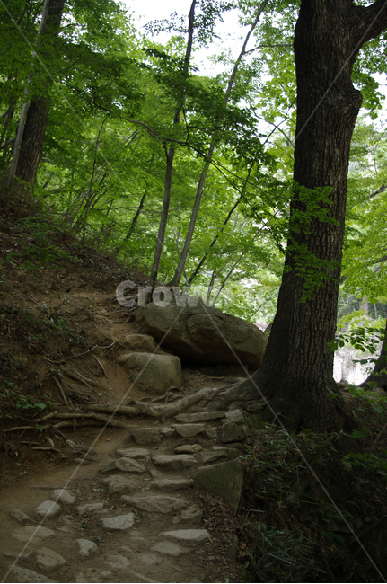 산,길,나무,숲,초록,자연,풍경,nature,landscape,plant,식물,tree,tree trunk,나무 줄기