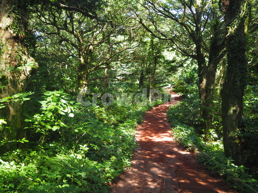 제주도,비자림,숲속,피톤치드,산책,자연,풍경,nature,landscape,휴식,힐링,rest,relaxation,healing,path,통로,plant,식물,tree,나무