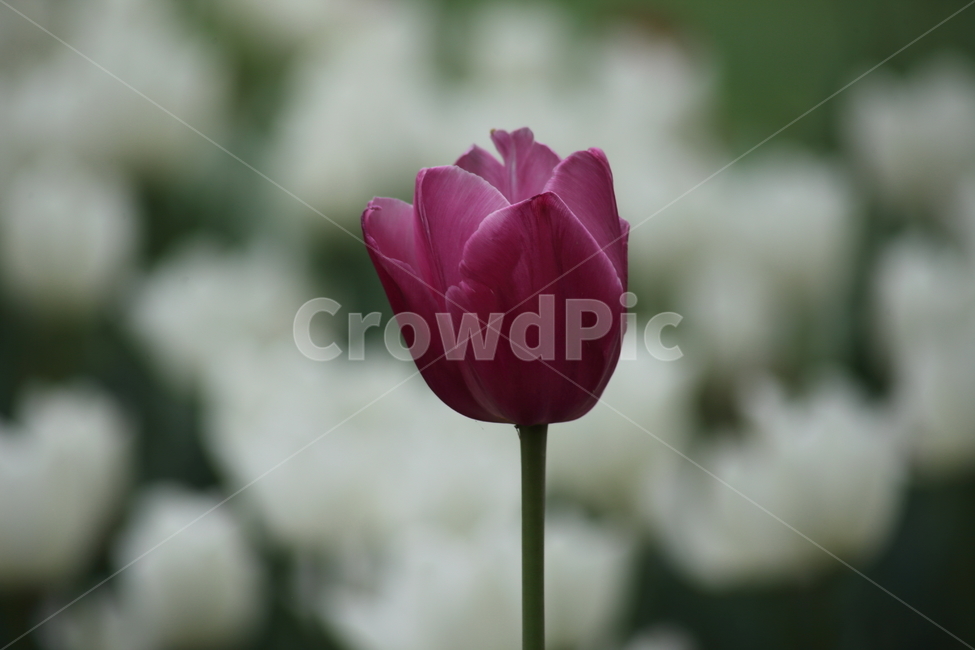 튤립,꽃,구근초,백합과,tulip