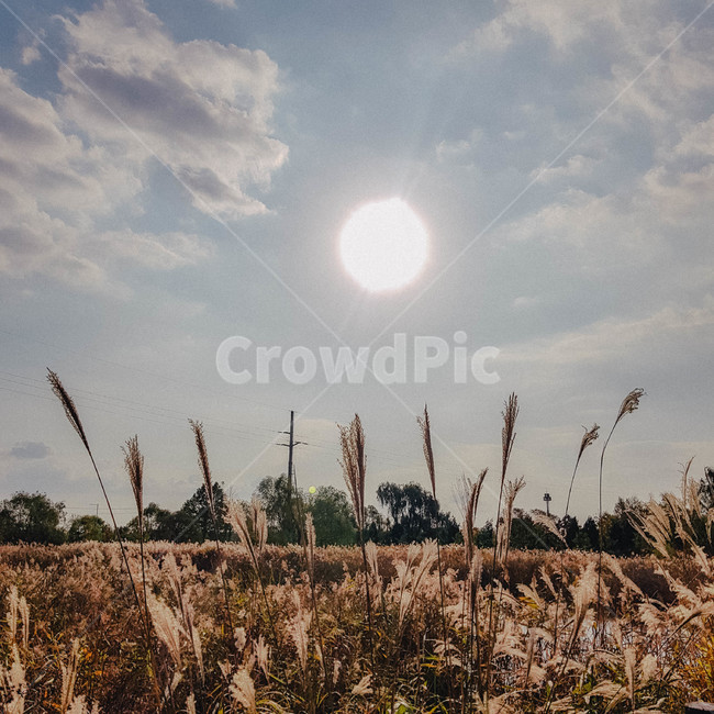가을,억새,갈대,바람,하늘,자연,가을,계절,fall,autumn,season