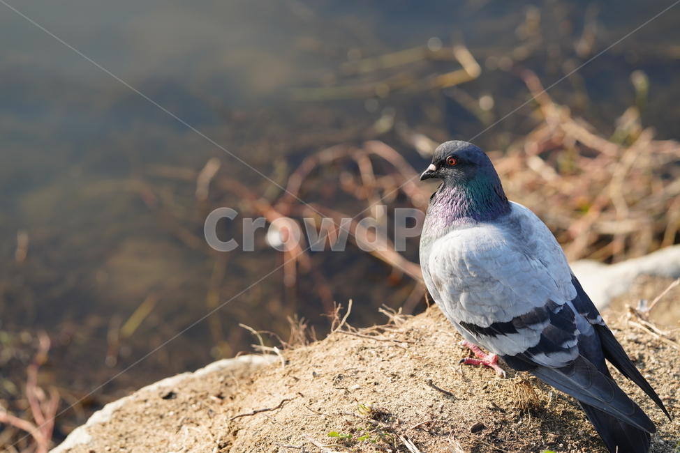 bird,새,animal,동물,비둘기,동물,animal,조류,새,birds