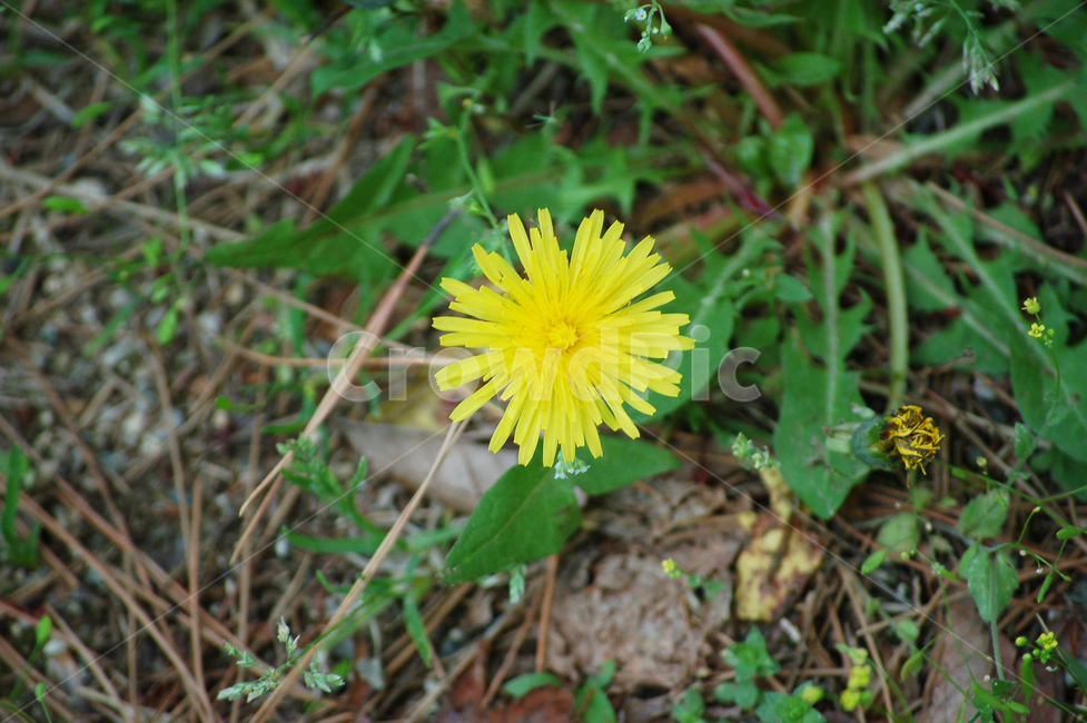 민들레,풀,꽃,민들레꽃,봄,들판,plant,식물,flower,spring,식물,자연,plants,nature,꽃,flower