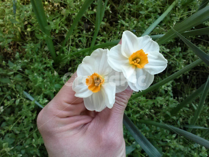 nergis,flower,꽃,blossom,수선화,하양,노랑,식물,자연,plants,nature