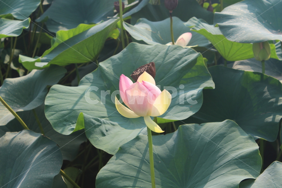 plant,식물,blossom,꽃,연꽃