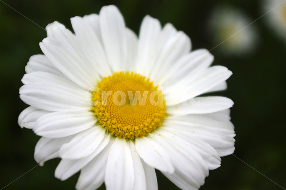 꽃,식물,color,flower,plant,식물,자연,plants,nature,꽃,flower