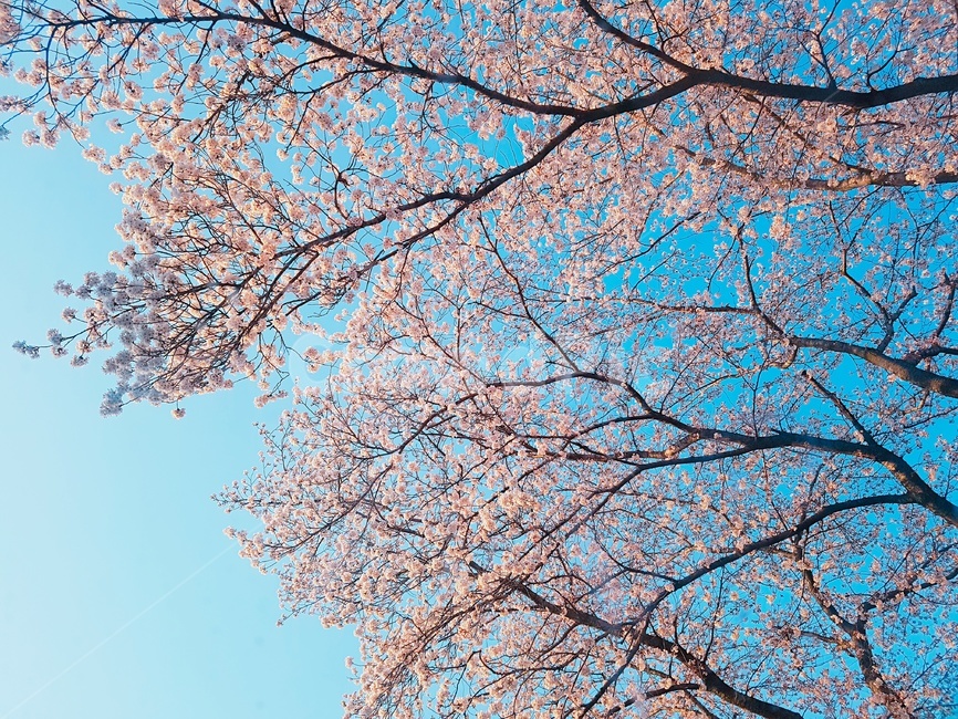 봄,벚꽃,하늘,꽃,풍경,벚꽃길,색감,분홍,화사한,봄풍경,꽃나무,식물,봄,계절,spring,season,leaf,잎,plant,tree,나무