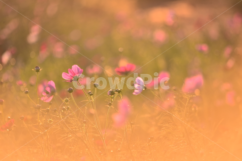 코스모스,감성사진,가을꽃,가을배경,일몰,석양,sunset,해질녘,해질무렵,야생화,가을분위기,시즌,9월,10월,들꽃,초본,식물,분홍색,들녘,outdoor,cosmos,flowers,autumnbackground,백그라운드,야외,배경,바탕,느낌,필링,분위기,emotional,sensible,feeling,wildflowers,season,계절,flower,꽃,몽환적,아련한,blossom,petal,가을,계절,fall,autumn,season,식물,자연,plants,nature,꽃,flower,plant,field,들,geranium,제라늄