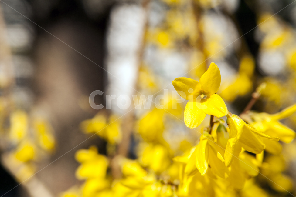 풍경,봄꽃,개나리,출사,꽃,식물,자연,plants,nature,꽃,flower