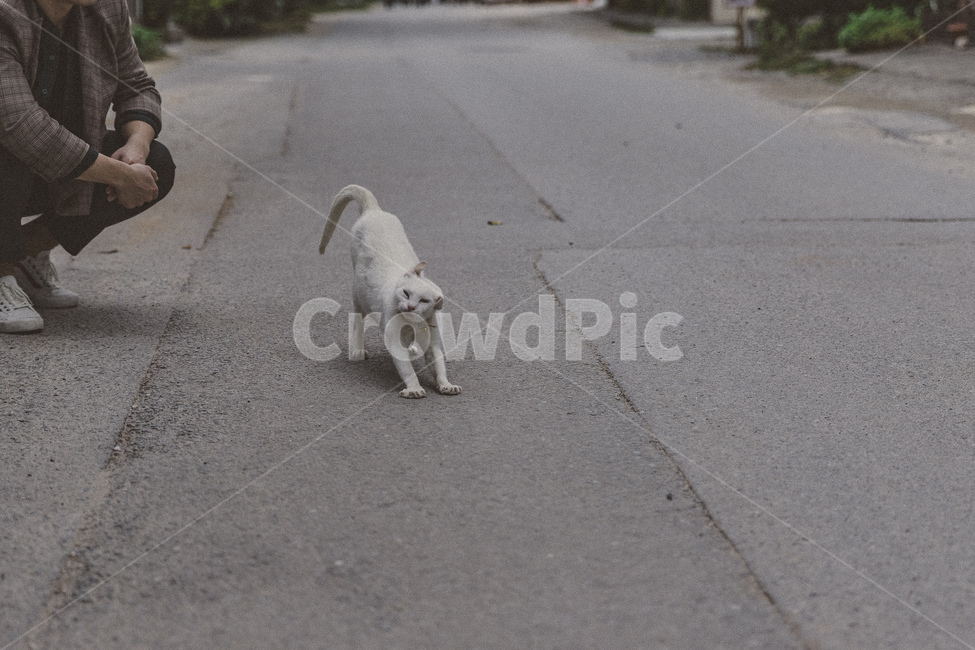 고양이,길고양이,동물,animal,cat