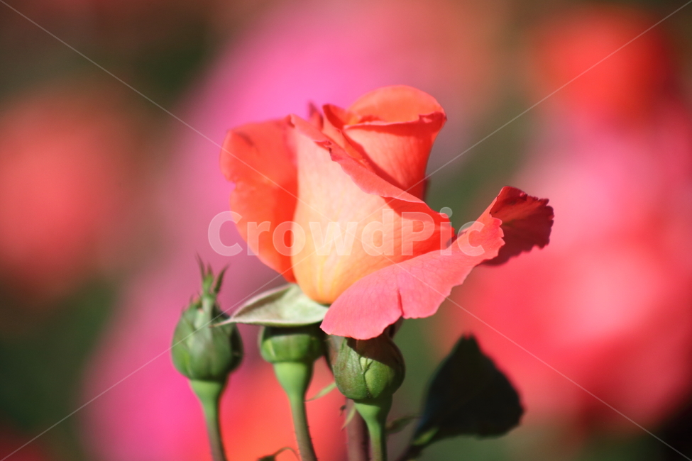 장미,꽃,덩굴식물,정원수,rose