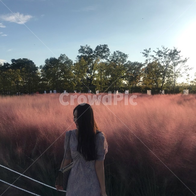 인간,핑크뮬리,갈대,가을여자,가을,핑크,가을,계절,fall,autumn,season,사람,인물,인간,human,person,여성,여자,woman,female,lady