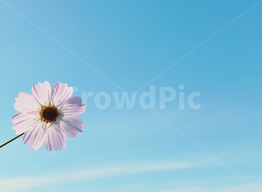 코스모즈,가을,하늘,감성,꽃,가을,계절,fall,autumn,season,식물,자연,plants,nature,꽃,flower,감성,sensible,feeling,plant