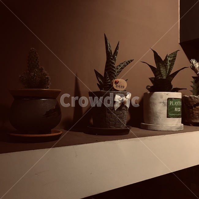 다육,선인장,미니식물,빈티지,작은,실내용화초,화분,화초,house plant