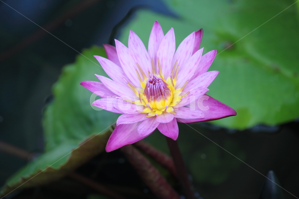 수련,연,꽃,수생식물,waterlily,식물,자연,plants,nature,꽃,flower