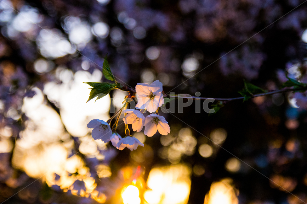 봄,벛꽃,꽃,노을,감성,봄,계절,spring,season,식물,자연,plants,nature,꽃,flower,감성,sensible,feeling,leaf,잎,plant,tree,나무