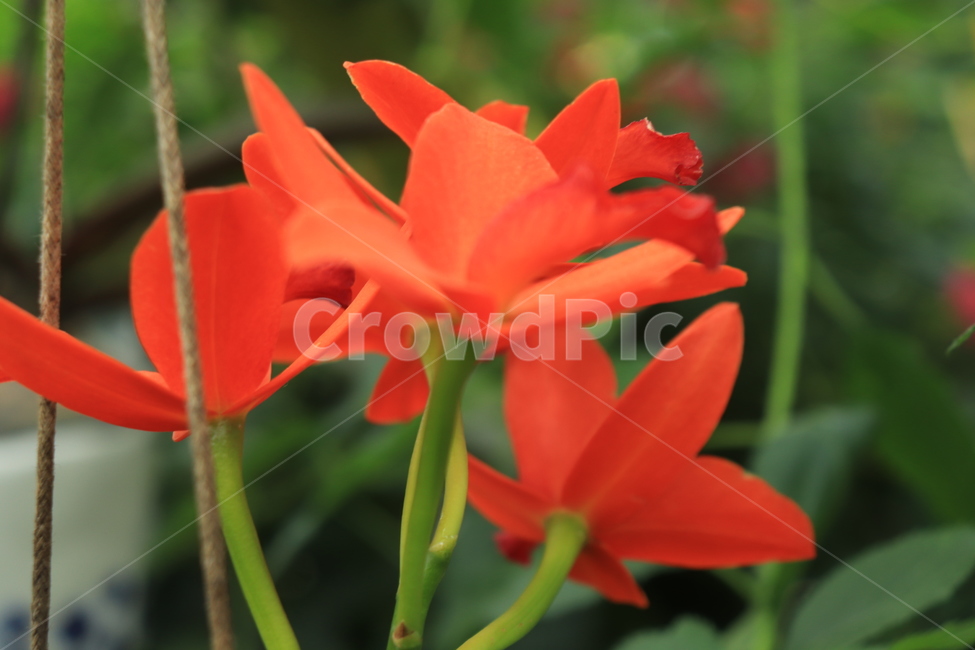 화려한,화사한,꽃,빨간색,flower,plants,식물,아름다운