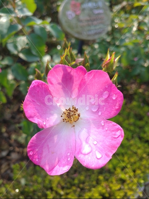 꽃,힐링,자연,휴식,산책,식물,자연,plants,nature,꽃,flower