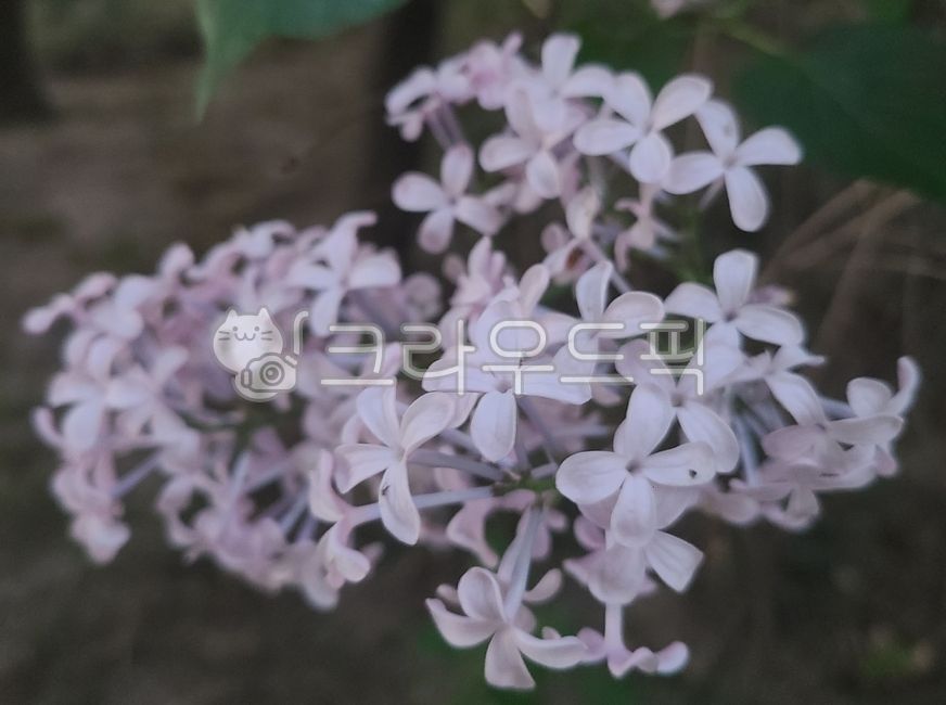 봄밤,라일락,꽃,아카시아,연보라꽃,연보라,flower