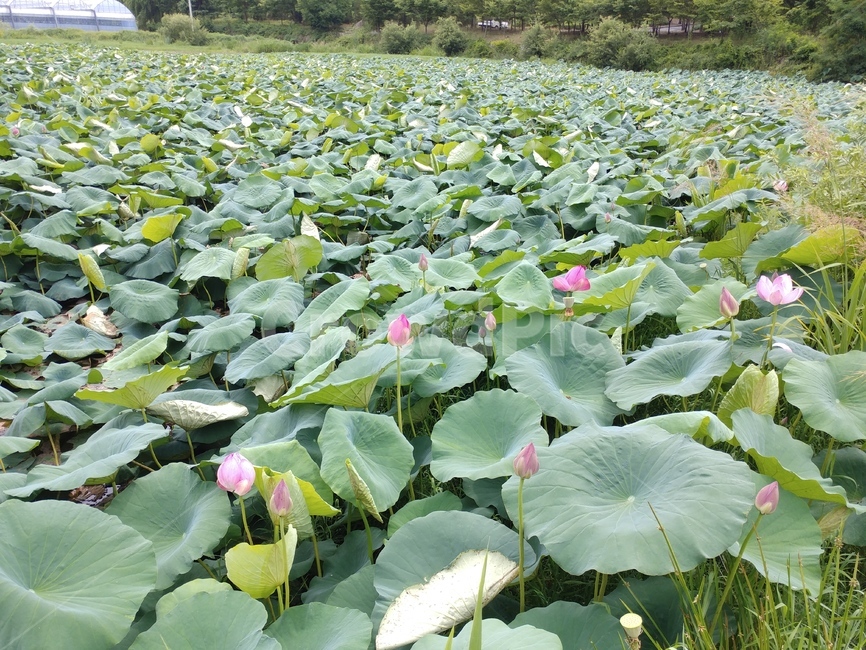 연꽃,수련과,lotus,수련,물풀,수단화