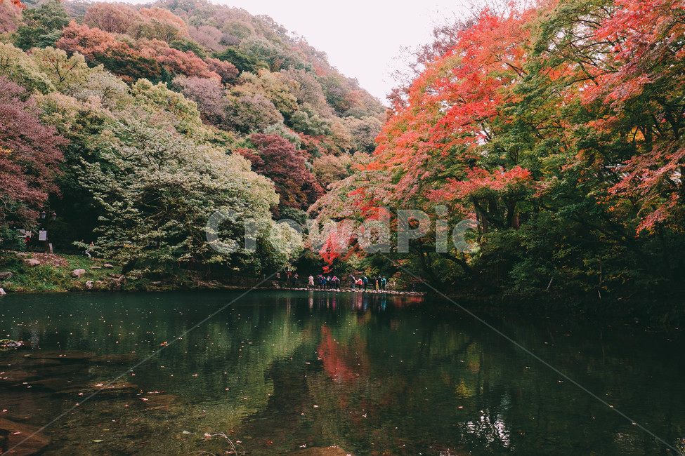 풍경,배경,가을,단풍,등산,전라도,내장산,background,scenery,autumn,maple,mountain,계절,fal,lseason,자연,nature,landscape,한국자연풍경,한국자연경관,koreanaturelandscape,한국전통,한국문화,koreantraditional,koreanculture,사람들,대중,군중,other,people,crowd,물들다,반영,백암사,오색,명소,배경화면,가을,계절,fall,autumn,season,자연,풍경,nature,landscape,한국자연풍경,한국자연경관,korea nature landscape,tree,나무,plant,식물