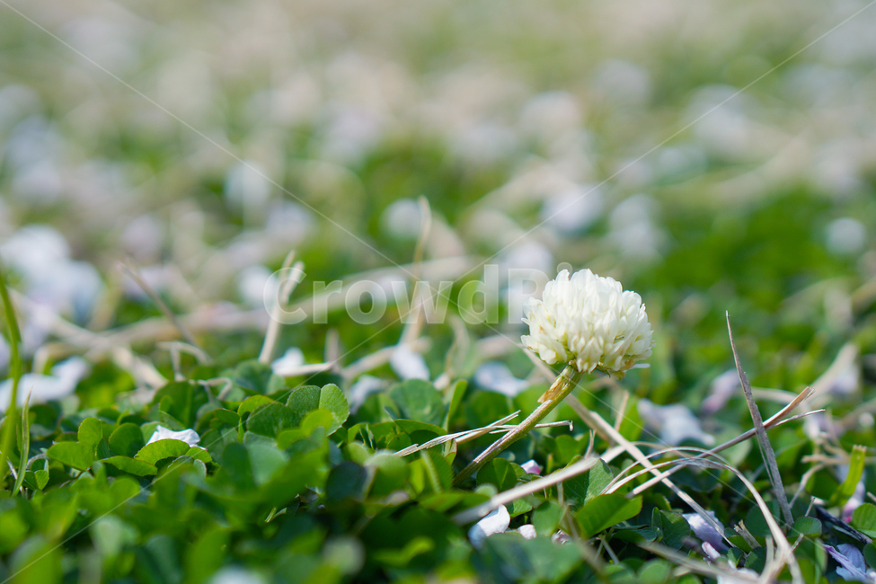 plant,식물,토끼풀,clover,클로버