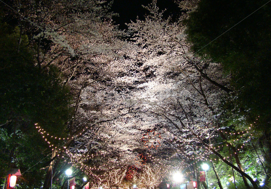 벛꽃,사쿠라,야경,꽃,꽃놀이,봄,계절,spring,season,야경,밤,풍경,nightscape,night,landscape,plant,식물