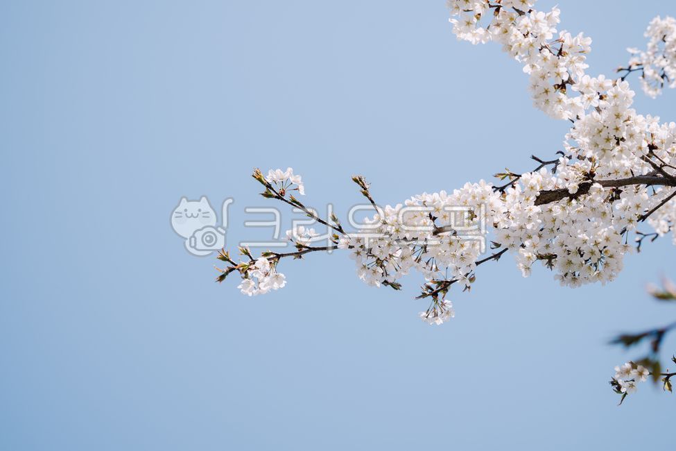 spring,sky,cherry blossom tree,Cherry Blossom,nature,background,cherryblossom,flower