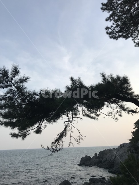 나무,바다,자연,풍경,부산,노을