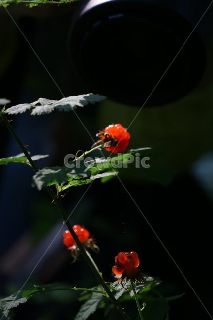 자연,풍경,초록,산딸기,빨간색,식물,자연,plants,nature,과일,열매,fruit