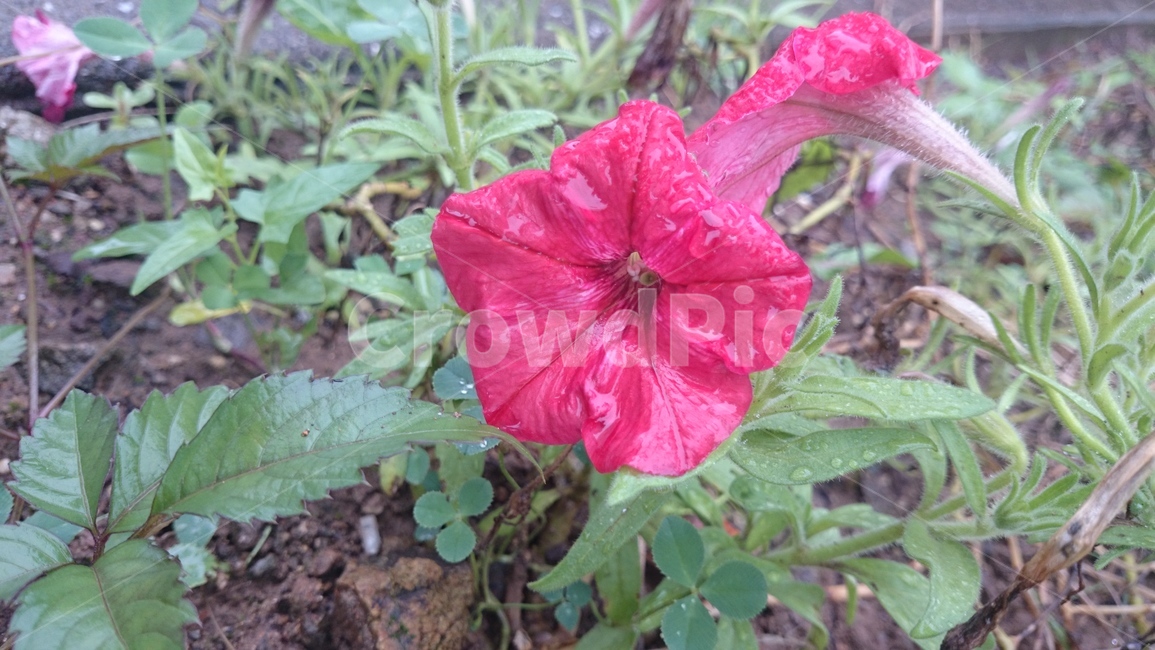 식물,flower,꽃,blossom,geranium